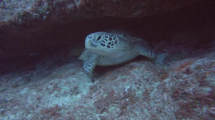 guam: turtle rock and gun beach 4k, december 2017