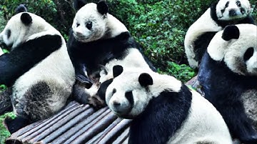 FACTS you NEVER knew about PANDAs.🐼