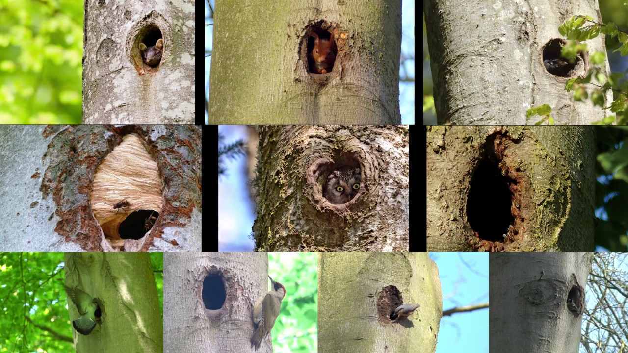 L'hôtelier de la forêt : le Pic noir fait des logis
