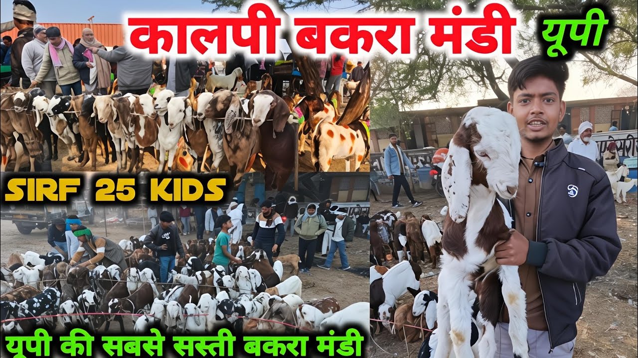 आज बाजार का रेट कालपी चौरा बकरा मंडी Kalpi Bakra Markit Uttar Pradesh #bakramandi