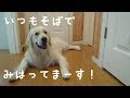 お仕事に行ってほしくない英国ゴールデンレトリバーギンちゃん（1歳）