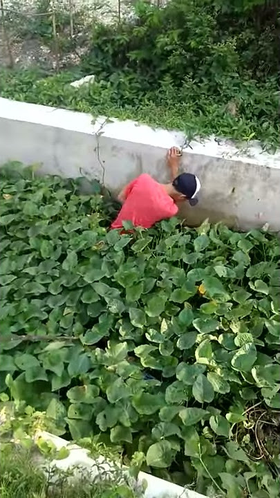 Koen iku lapo
