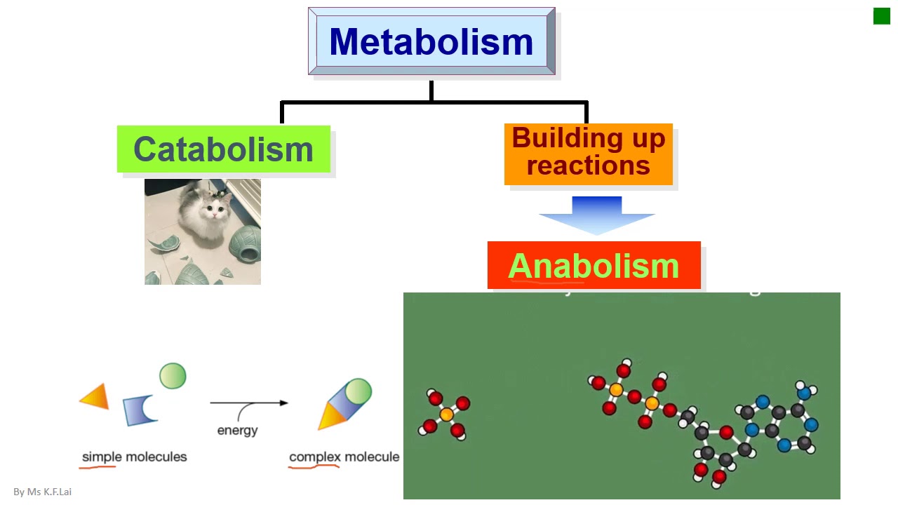 What is metabolism YouTube