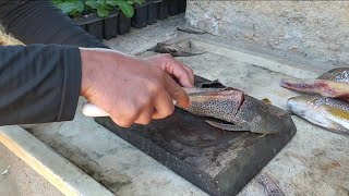 Pirão De Cascudo E Filé De Acará Gigantetudo Feito No Fogão A Lenha...