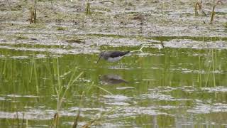 Samotnik Green Sandpiper Tringa Ochropus