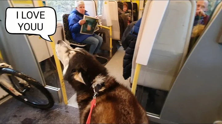 Dog Embarrasses owner daily by Talking to strangers | The Cafe part was Hilarious! - DayDayNews