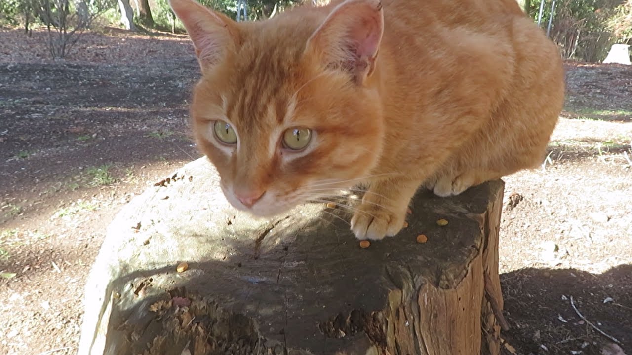 癒し系動画】わが家にやってくる近所の猫④ - YouTube