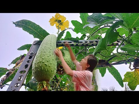 Video Cơm quê canh mướp mồng tơi, cá nâu kho tiêu - youtube