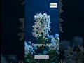 PLANTS THAT SMELL AMAZING