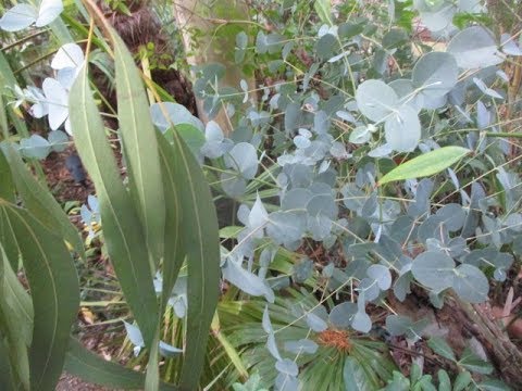 Video: Informacije o Eucalyptus Pauciflora: Več o Negi Snow Gum Eucalyptus Care