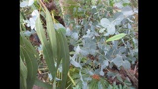How & When to Cut Eucalyptus trees for juvenile foliage