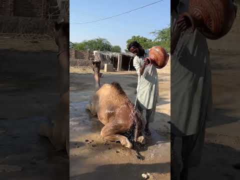ج ل ي ر ط ب ال م ر ط اق ال ف خ ار ي ال م و ض وع خ ل ف ال ج م ل ل ي ب ر د ه