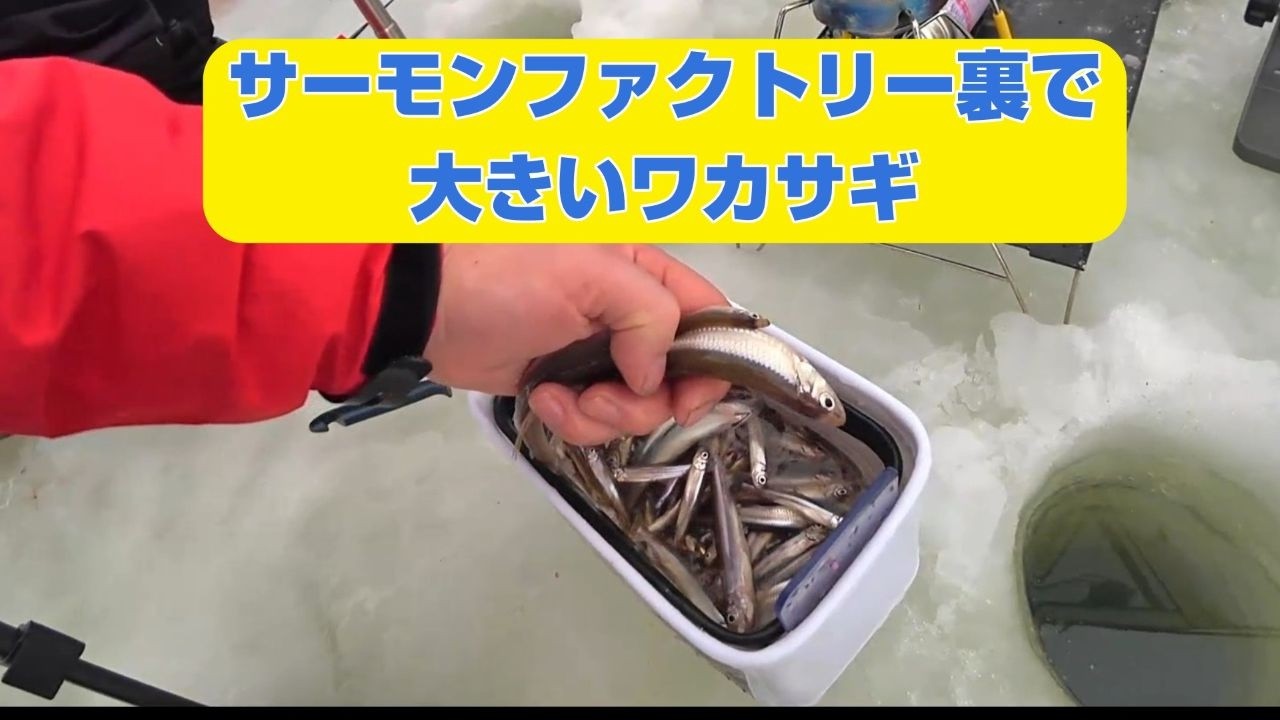 2026 ワカサギ釣りサーモンファクトリー裏