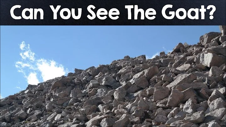 Nobody Can See All The Hidden Animals । Optical Illusions । Brain Teasers [#4]