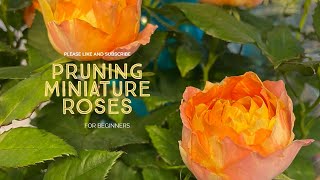 Miniature Rose Pruning and Care//How to Grow Roses and Transplant!