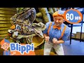 Blippis zoo adventure feeding and playing with animals  blippi  educationals for kids