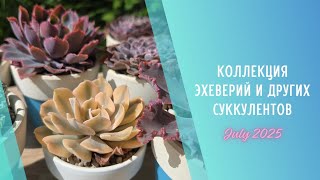 видео: Моя коллекция растений #3🌱Эхеверии и другие суккуленты ▪️ Июль 2025 картинка: Моя коллекция растений #3🌱Эхеверии и другие суккуленты ▪️ Июль 2025