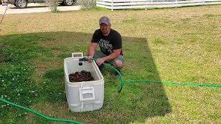 To Purge or Not to Purge    Lets Talk crawfish Cleaning