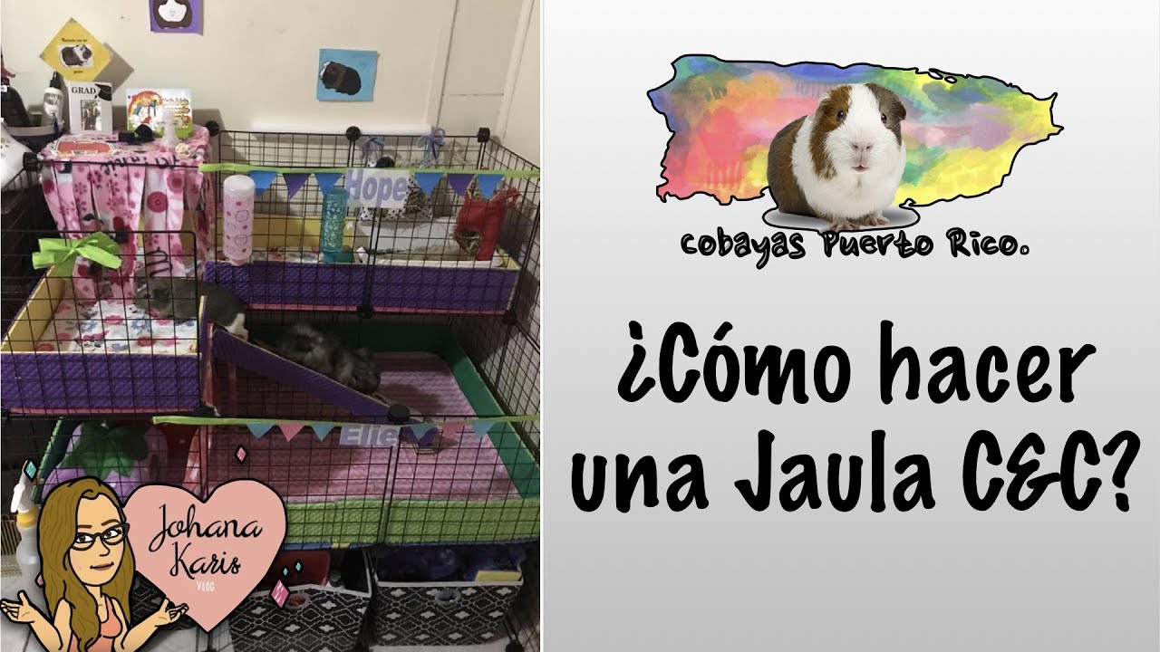 Todo sobre: Jaulas/Recintos C&C 🏰🐹  | Cobayas Puerto Rico