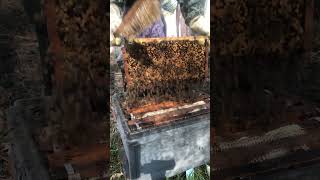 Harvesting Golden Honey 🐝 | From Hive to Comb