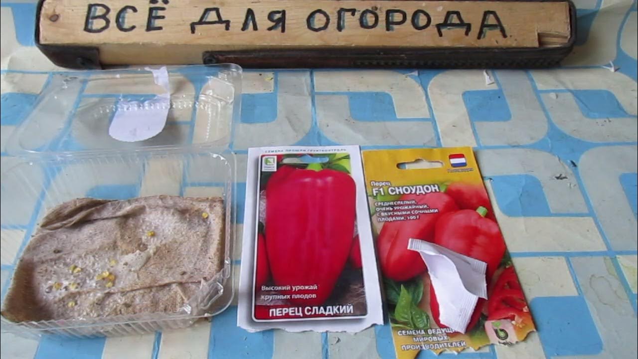 перекись водорода замочить семена перца на рассаду. обработка семян перца перед посевом на рассаду. перекись водорода для растений. намачивание семян перца. намачивание семян перца.