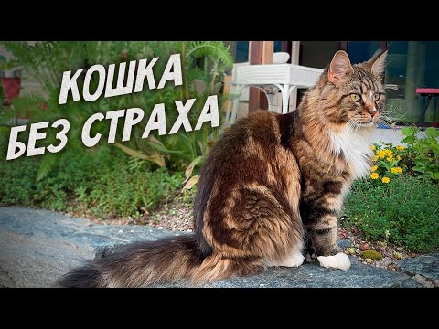 Video: Aké Sú Výhody Maine Coons