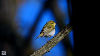 Wood Warbler Song Callbksangerpouillot Siffleurwaldlaubsngerfluiterlu Verde