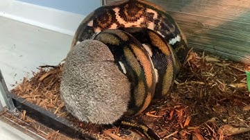 ⚠️⛔️ Live feeding Tiger Reticulated Python adult female