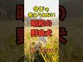 今じゃ考えられない…昭和の野良犬【昭和・平成の常識】
