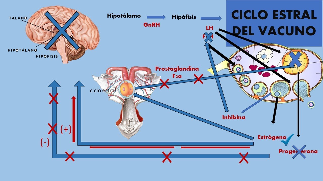 Fisiología hormonal del ciclo estral del vacuno.