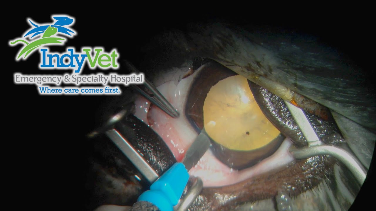 Canine Cataract Surgery (Phacoemulsification) YouTube