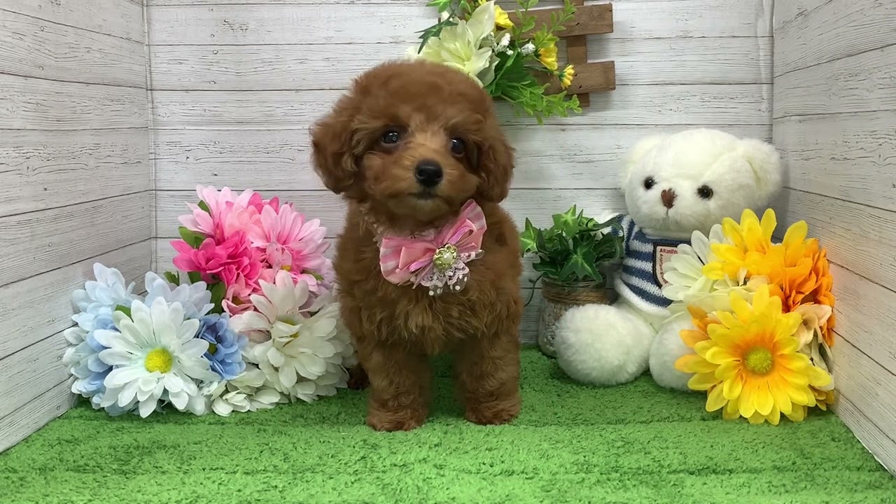 トイプードル - 【大阪・兵庫のペットショップ】ペットランドピース