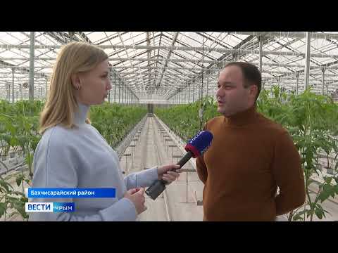 В теплицах Крыма стартовал сезон высадки овощей