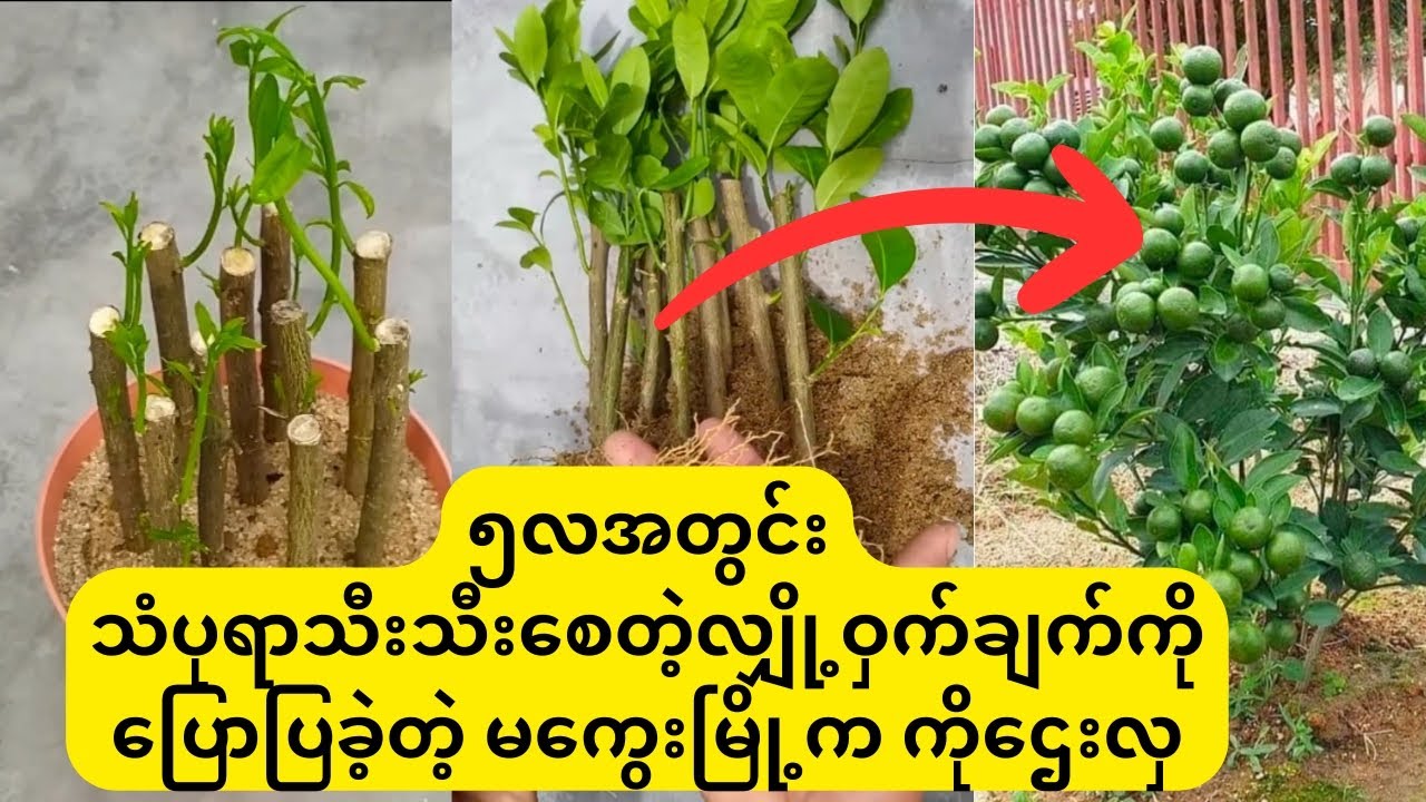 ၅လအတွင်း သံပုရာသီးစေတဲ့ကိုင်းကူးစိုက်ပျိုးနည်းကို​ပြောပြခဲ့တဲ့ သံပုရာခြံပိုင်ရှင် ကိုဌေးလှ #lemon