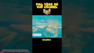 Swimming With Sharks At The Maldives