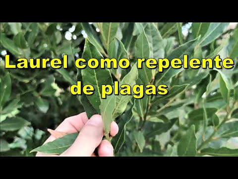 Video: Tratamiento de plagas de árboles de laurel: deshacerse de los insectos que comen hojas de laurel