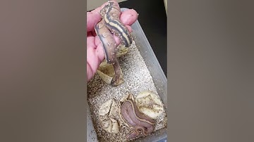 super stripe to specter