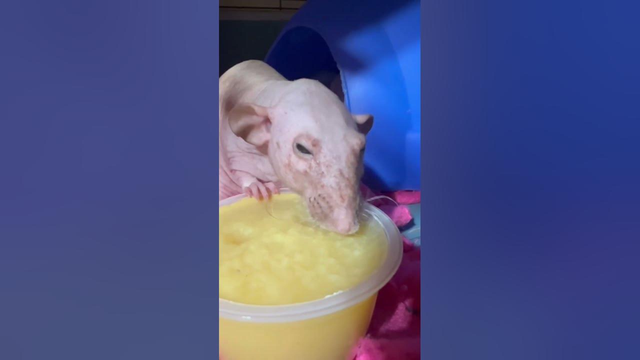 Rat eating applesauce from container YouTube