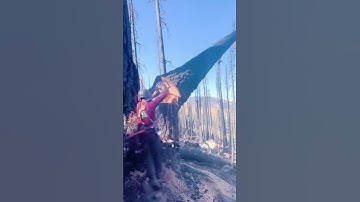 “Massive Big Tree Cutting 🌳🪓 | Satisfying & Powerful Wood Cutting Video”