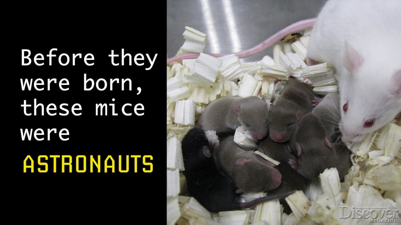 Mice Born from Freeze-dried Space Sperm Are Doing OK - YouTube