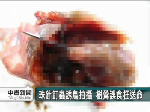 20110411-公視中晝新聞-民眾誘拍鳥  樹鶯連蟲帶針吞腹斷魂.mpg