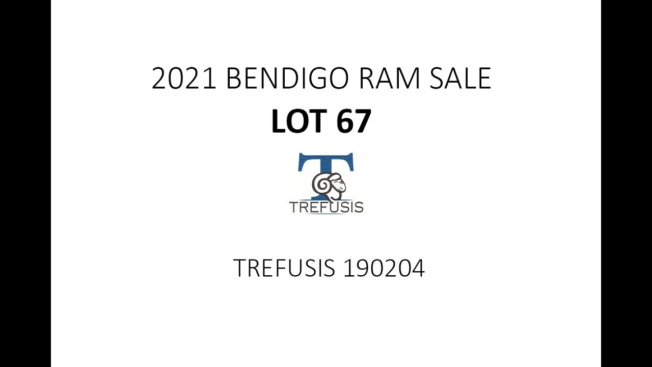 2021 Bendigo Sale Lot67 T190204 YouTube