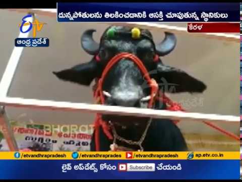 Agri Fest | Three Strong Buffaloes Attract Visitors | in Kottayam Agri Fest | Three Strong Buffaloes Attract Visitors | in Kottayam