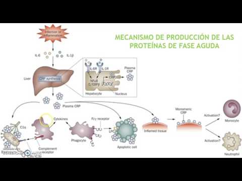 Video: ¿Cuál es la función de las proteínas de fase aguda?