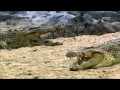 Crocodile Attack! - Hunters-Wildlife Predators, #03, 악어, 몰래가서 급습하라