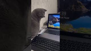 Şfetbeniöneçıkar