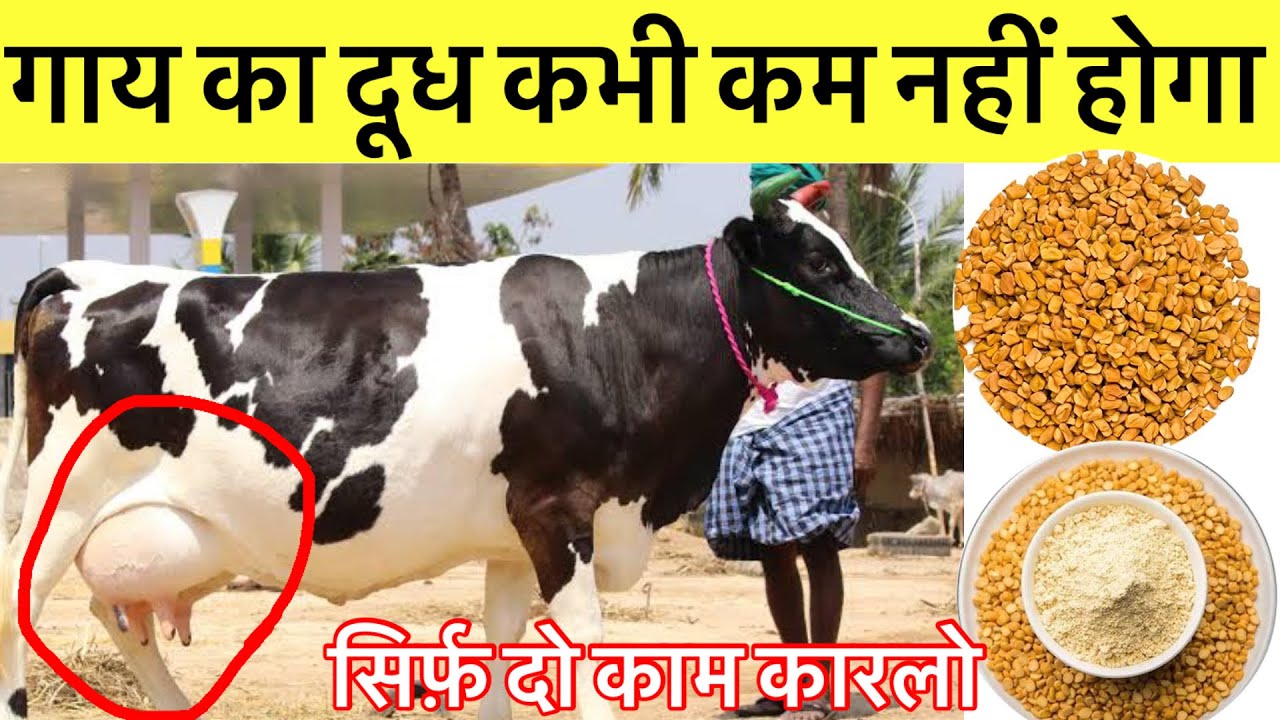 गाय का दूध कभी कम नहीं होगा।.. सिर्फ़ दो काम कर लो।दूध कभी कम नहीं होगा॥Dairy farm