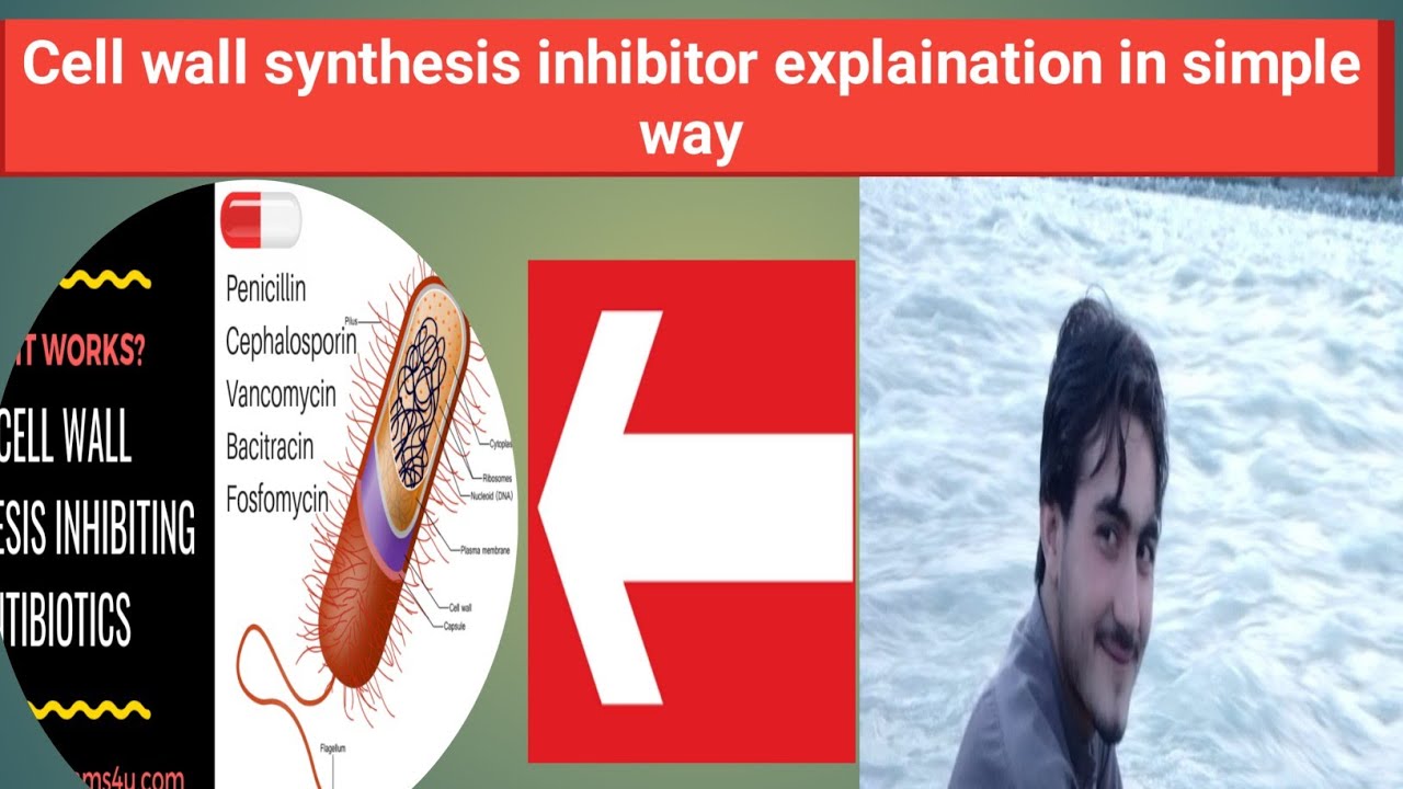 Cell wall synthesis inhibitor (antibiotics) chapter:4 part 2 BSN 3rd semester in pashto #kmupdates