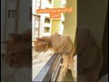 أول اما بسمع صوت خناقة في الشارع الشارع اكسبلور ترند لايك 