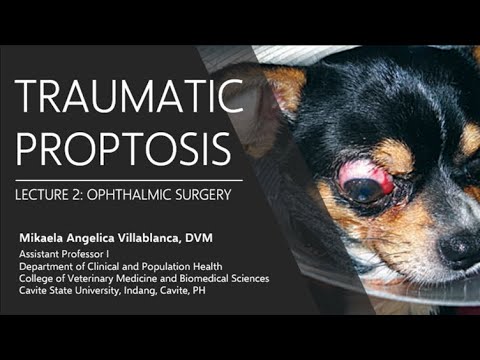 Video: Dog Collie Eye Disorder - Collie Dog Eye Disorder дарылоо